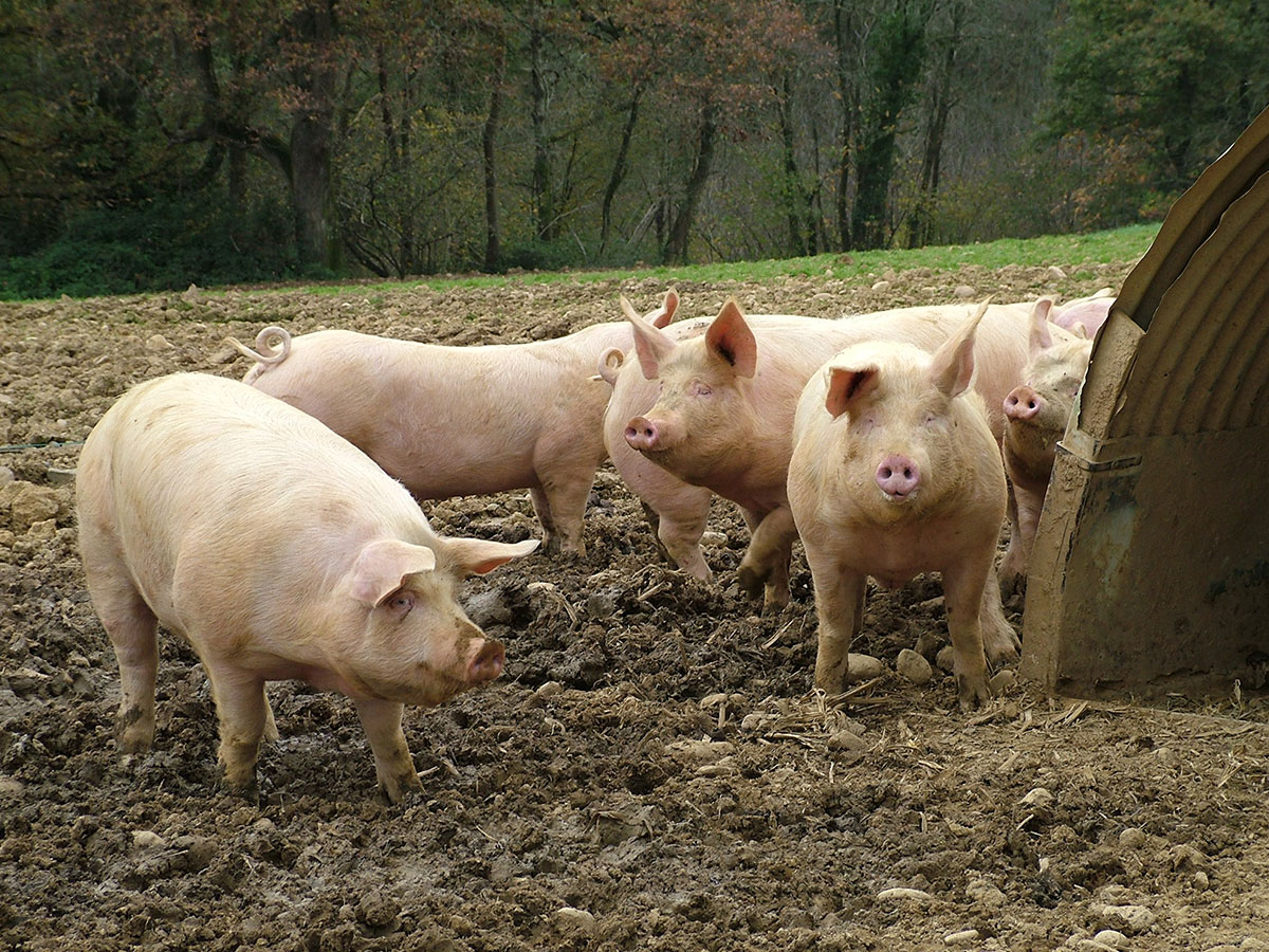 Maitriser Les Paramètres Dambiance En élevage De Porcs Interface élevage 9541